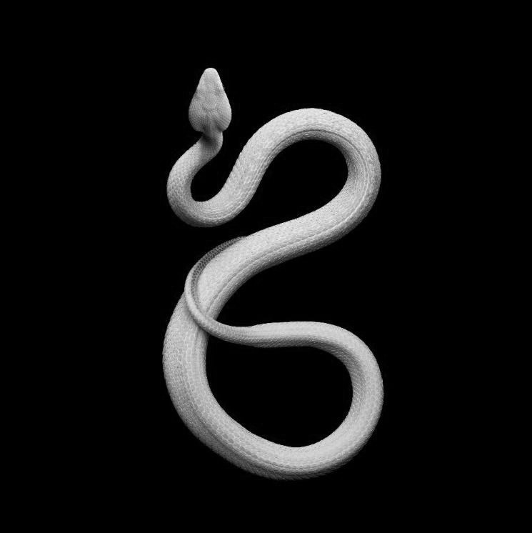 chaosophia218:  Serpents.1. White-Lipped Island Pit ViperCryptelytrops insularis/Trimeresurus