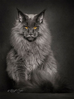 drinking-tea-at-midnight:  mymodernmet:Portraits of Maine Coon Cats Who Look Like Majestic Mythical Creatures not only are these pretty, but maine coon cats are some of the sweetest, chillest, nicest cats you’ll ever meet.  they’re like if a cat