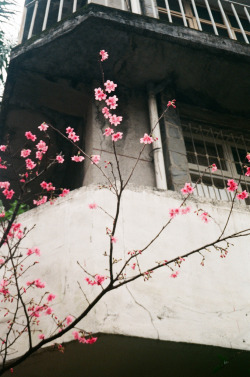 stored-snapshots:  巷子裡的櫻花 (by