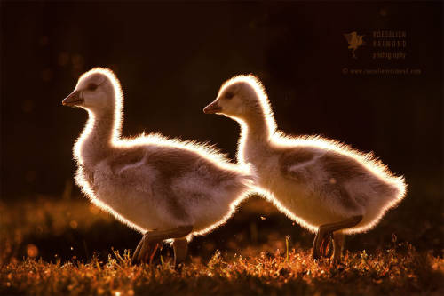 Two Lights in the Darkness by Roeselien Raimond