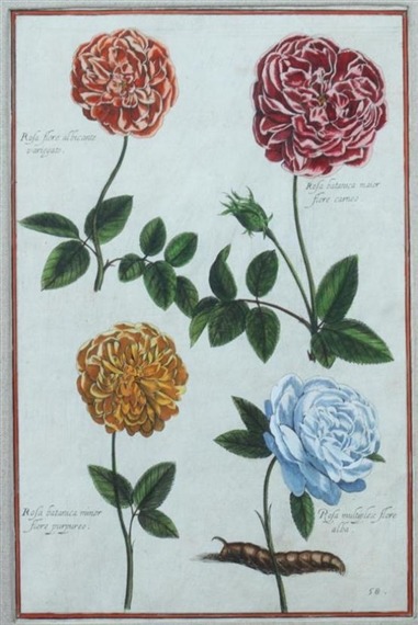 Daniel RabelHand-colored engraving depicting four roses