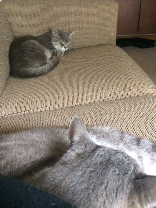 wonderlandroundtwo:@imanes i saw your post about wishing ppl tagged you in cat pictures so here they