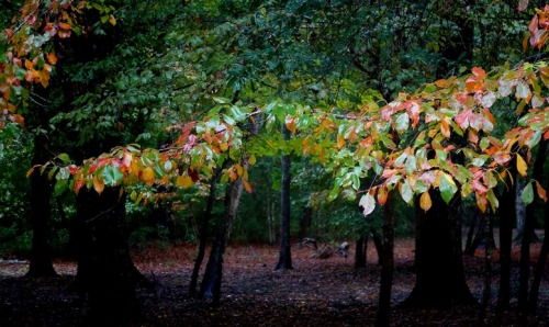 forest-faerie-spirit:{Autumn Leaves} by {Kat Morgan}