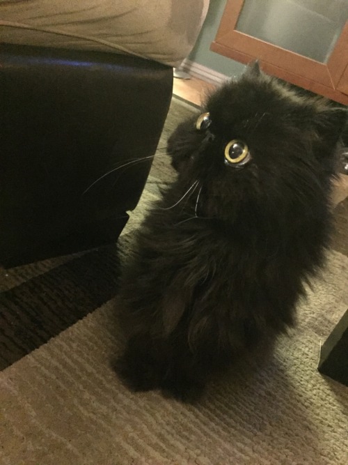 toastoat:my cousin’s cat looks unreal like what is this shit. Who authorized this