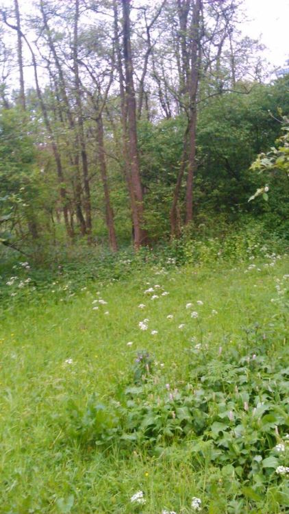 siriuszwarts:  i went for a walk in the park behind my house!! 