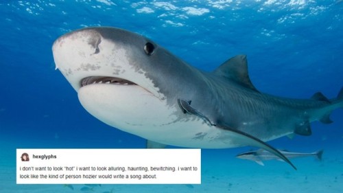 originaljediinjeans - Text posts + Sharks