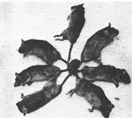 Rat kings are phenomena said to arise when a number of rats become intertwined at