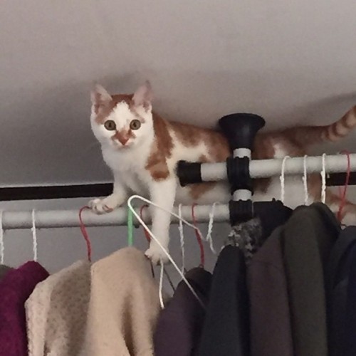 도대체 뭐하냐 그 위에서 ㅋㅋㅋㅋ What the hell are you doung up there? #MingtheCat #catsclimbonthings #cat #kitty 