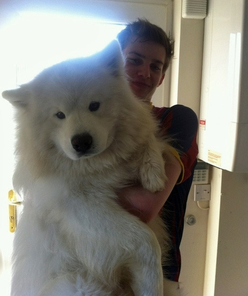 joetheblogger:  fluffybedsock:  sannguine:  gluten-tag:  pretentiousmusician:  peachpup:  this is the all time best post  Wat  I am all about giant dogs  the fact that like half of them are still trying to be lapdogs ~ bless  Giant dogges   