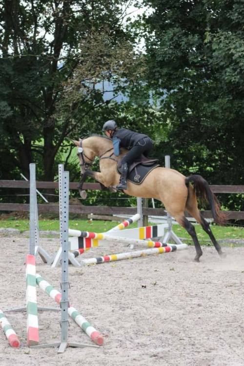 PepionoTekePortos x Arabli ShaelAkhal Teke, StallionBorn 2012