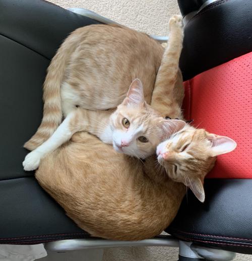 thecolossalennui: No working from home for me, these guys are too comfortable via /r/Bondedpairs htt