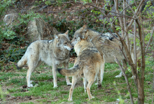 lizardking90:Carnivore Comeback: Bears and Wolves Are Thriving in EuropeThe large carnivores that on