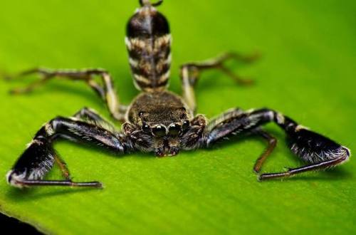 jintriguing: Scorpion Mimic Jumping SpiderUnfortunately, Information on these fantastic beasts is qu