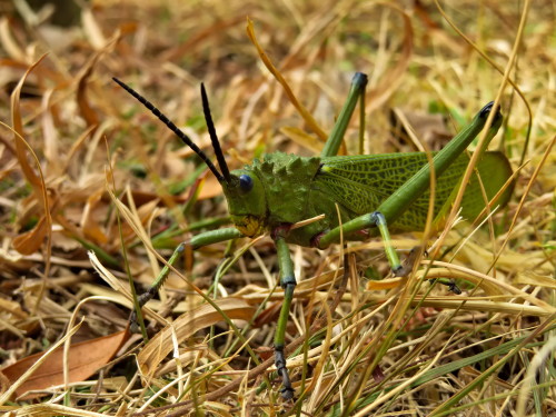 andmaybegayer:Met a Green Milkweed Locust Phymateus viridipes while out today. Milkweed locusts feed