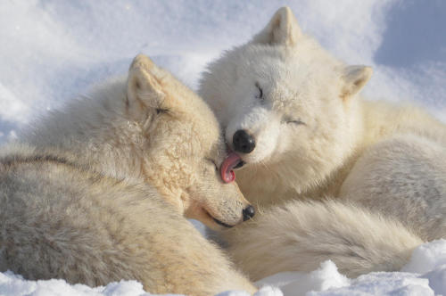 beautiful-wildlife:  Tender Moments by Rob Fry 