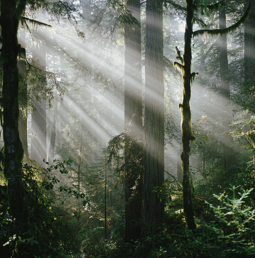 delta-breezes:journey into the redwoods: part four by manyfires on Flickr.