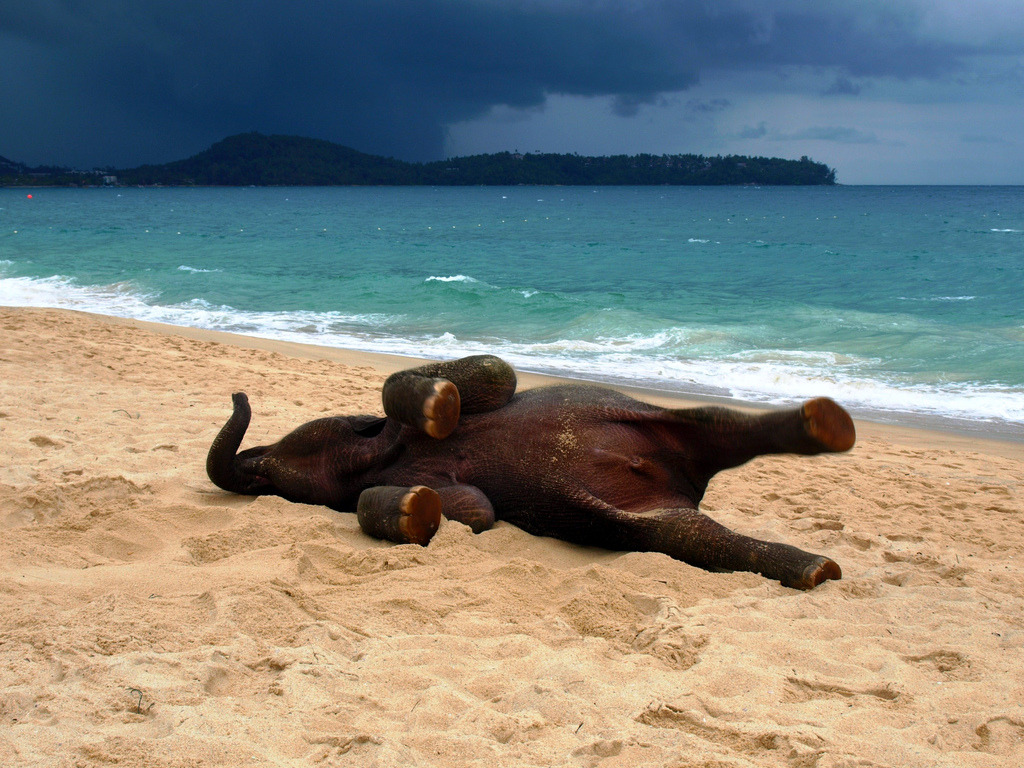 goodgirl-interrupted:  magicalnaturetour:  Young elephant playing on a beach in Phuket,