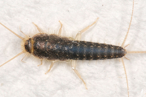 090223 台北 衣魚 Silverfish, Lepisma saccharina Linnaeus, 1758 by Bettaman on Flickr.Lepisma saccharina