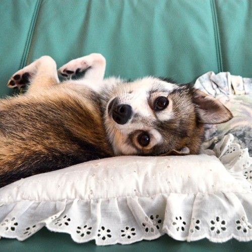 kobikleekai:belly rubs while watching tv makes any day great!