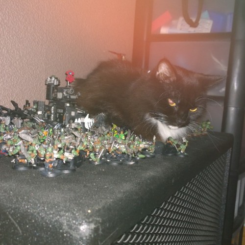 veinrelapse:Here is my dumb ass cat trying to get comfy on a pile of spikey orks. #orks #40k #warh
