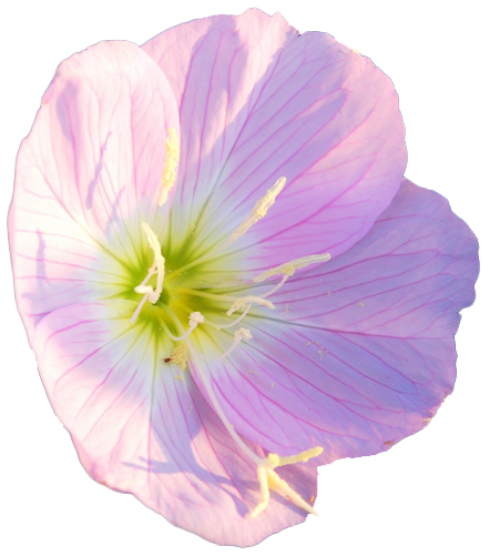 transparent-flowers:Pink Evening Primrose. Oenothera speciosa. (x).