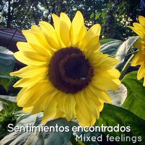 Me encantan los girasoles pero cuando los veo no puedo evitar pensar que el verano ya va a terminar&