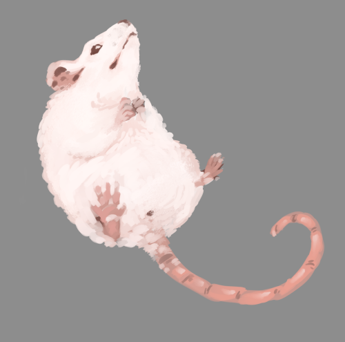 owldart:sometimes u just. draw a friend. who is also rat