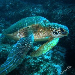 scuba-dm:  Dive Site: Flinders Reef, Moreton Bay, QLD… This shot was taken on a twilight dive just off mooring #2. Our dive lights must have surprised him as he was very keen to be alone. I snapped off this rushed shot as he shot passed us 