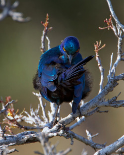 teapotsahoy:  This bird is about to tell