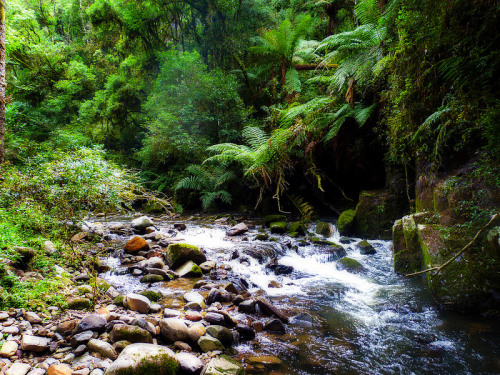 naturalsceneries:  Welcome to the Jungle, South Brazil Source: Doug º (flickr)