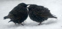 pagewoman:  source Starlings in Snow 