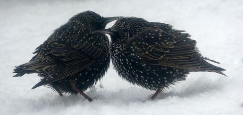 pagewoman:Starlings in Snow