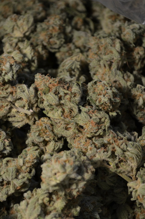 WCS 420