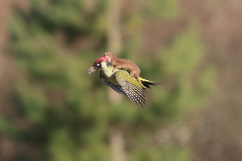 Martin Le-May captured this incredible photo of a baby weasel on the back of a green woodpecker in E