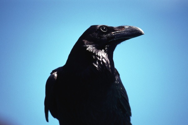 cracked:  Next time you see a group of crows, look closely. Try to remember which