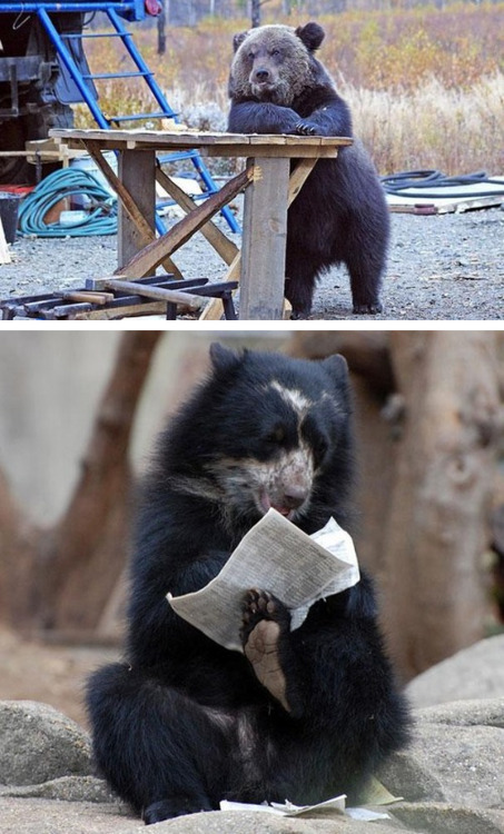 tastefullyoffensive:  Bears Doing Human Things [via]Previously: Before and After Pictures of Animals Growing Up 