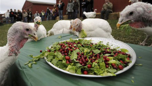 tempeh-princess:  avoiceforanimals:  Some people would say this is crazy. I think its absolutely wonderful- letting turkeys enjoy a feast on Thanksgiving.   this makes me so happy :’) 