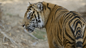 sdzsafaripark:  Tigers are in trouble, but there’s still hope. Support conservation