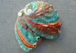 pearl-nautilus:  Russian Abalone 