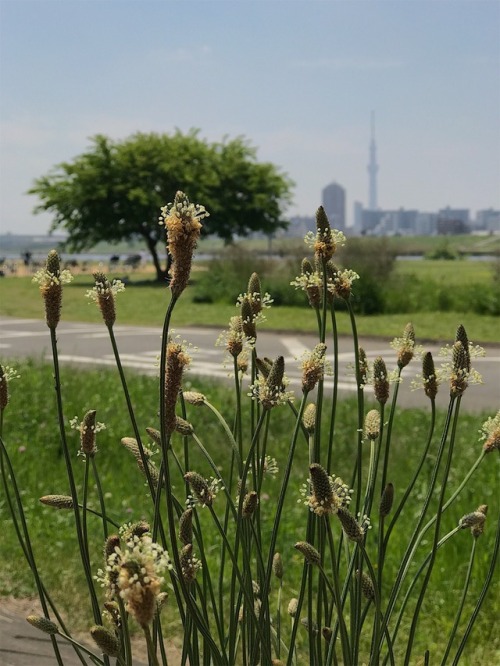 along the river