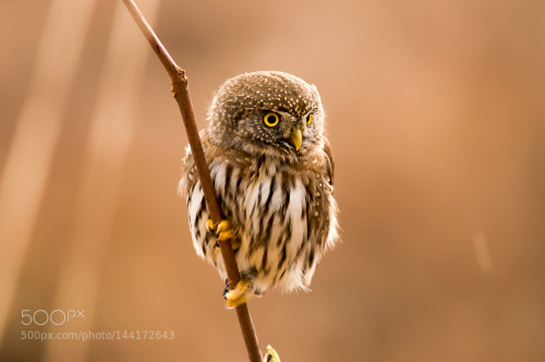 Northern Pygmy Owl by AnthonyBucci