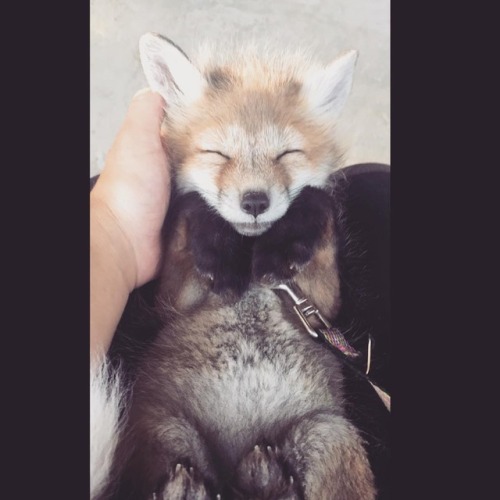 OmgWillow the Fox