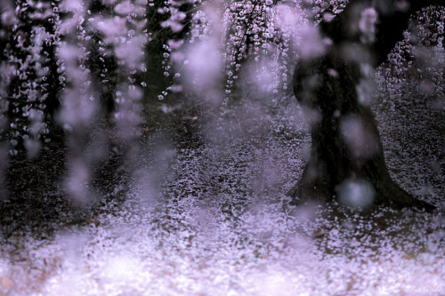 landscape-photo-graphy:The Enchanting Japanese Spring Photographed by Hidenobu Suzuki Japanese beaut