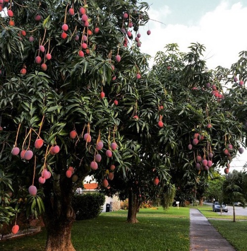 thepedigreeofhoney:“come in summer when the fruit trees are ripe.”