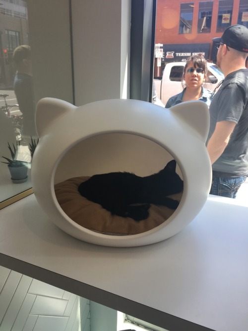 Regal Cat Cafe in Calgary, Alberta(submitted by @93emb)