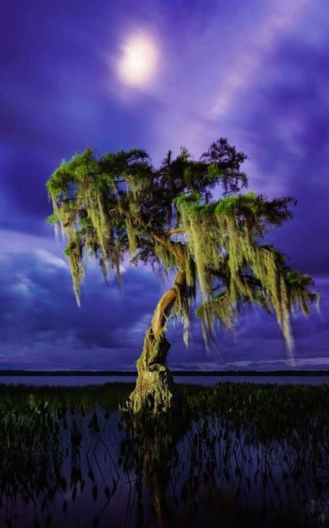 Illuminated elder • photo: Paul Marcellini on The Telegraph