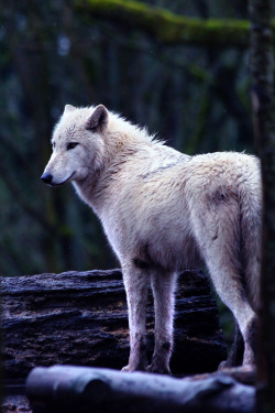 w-o-l-f–g-i-r-l:   	Wolf  by Kimberly