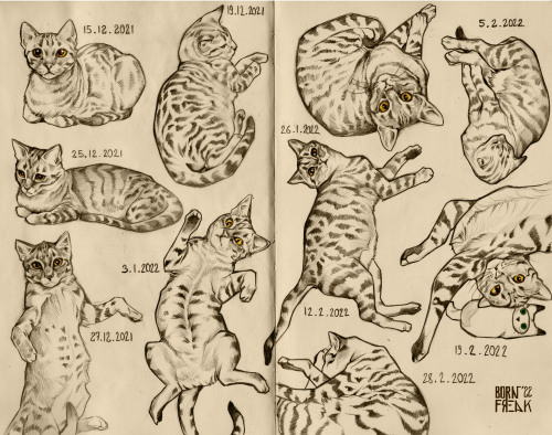 Sketchbook featuring kitten doodle diary pt. 1/?????