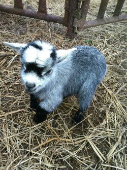 pets-ftw:  Baby Mini Goat