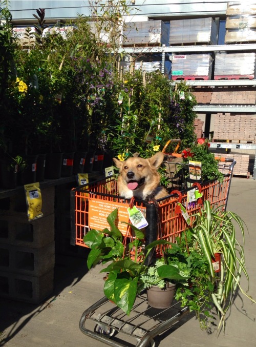 templetonthecorgi:The idea is to put Templeton in the cart so I won’t buy so many plants…apparently 